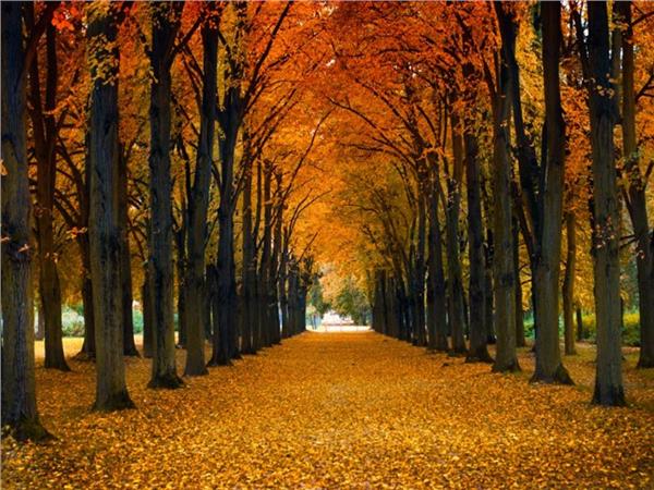 Autumn Scenery Wallpaper by MywallpaperShop