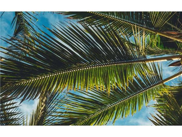 Tropical Leaves 3D Wallpaper by MywallpaperShop