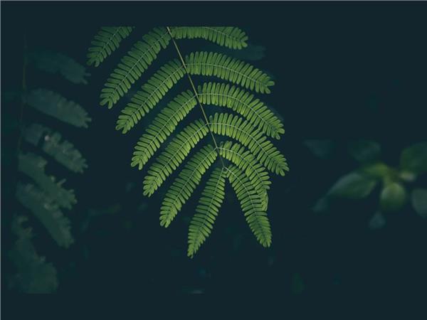 Genis Leaves 3D Wallpaper by MywallpaperShop