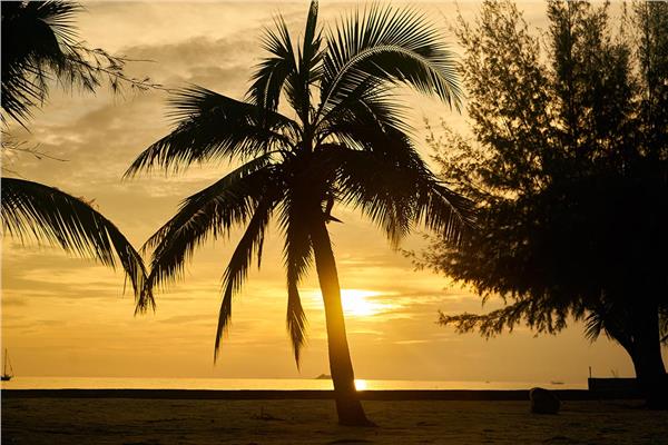 Tropical Wallpaper by MywallpaperShop