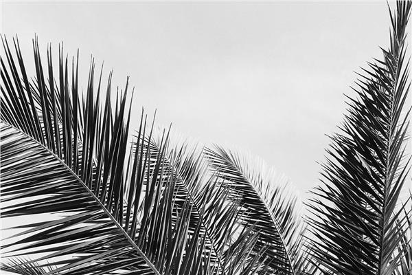 Tropical Palm Tree Leaves 3D Wallpaper by MywallpaperShop