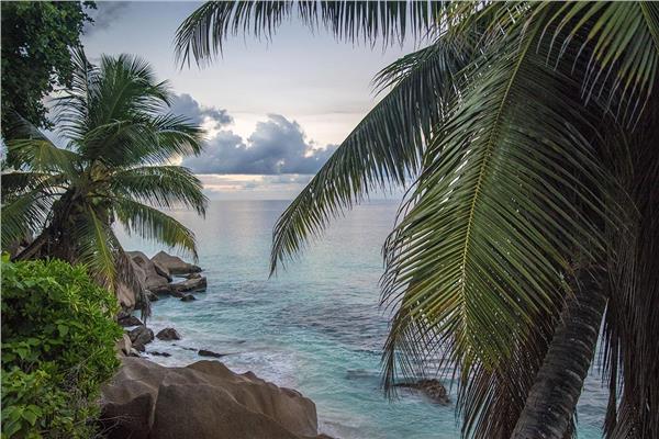 Tropical Palm Tree Leaves 3D Wallpaper by MywallpaperShop