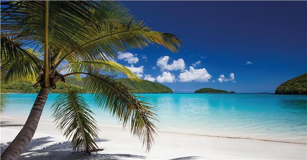 Tropical Leaves Wallpaper by MywallpaperShop
