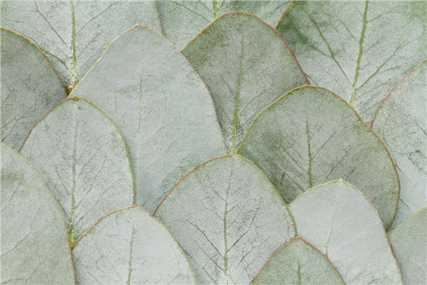 Leaf Design Wallpaper by MywallpaperShop