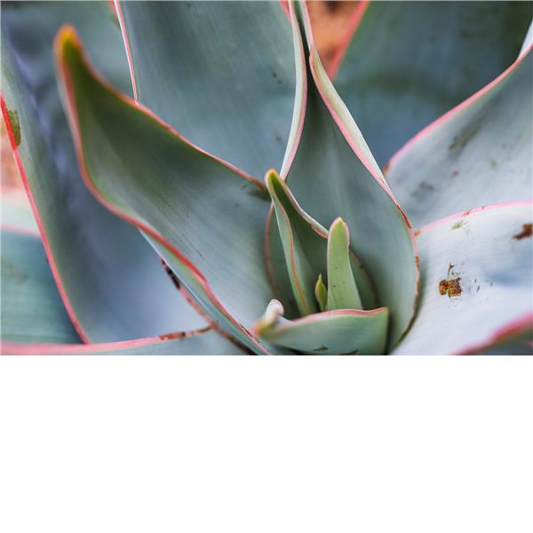 Kaktus Flower Sukulent 3D Wallpaper by MywallpaperShop