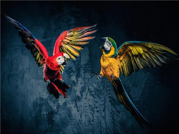 Parrot Wallpaper by MywallpaperShop