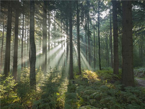 Nature Scenery Wallpaper by MywallpaperShop