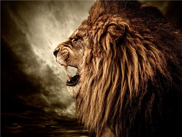 Vahsi Lion 3D Wallpaper by MywallpaperShop