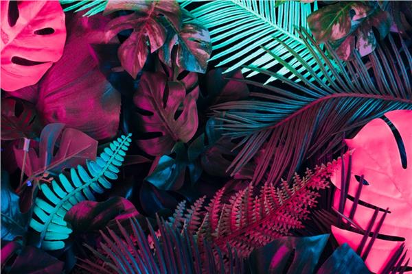 Palm Tree Leaves Wallpaper by MywallpaperShop