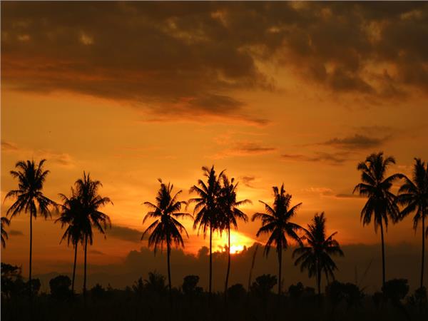 Palm Trees Sun Sunset 3D Wallpaper by MywallpaperShop