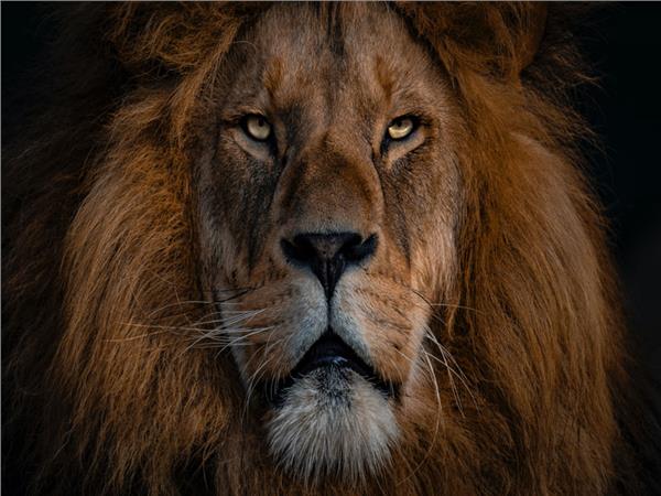 Erkek Lion Wallpaper by MywallpaperShop