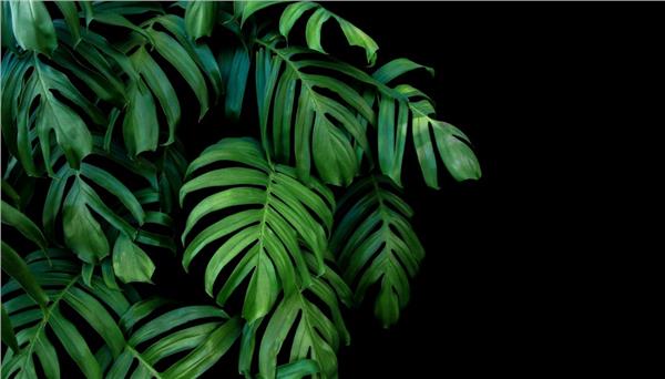 Palm Tree Leaves Wallpaper by MywallpaperShop