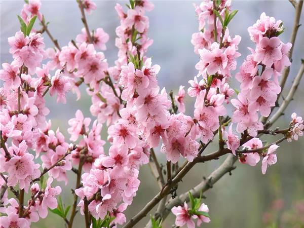 Pink Kiraz Tree Wallpaper by MywallpaperShop