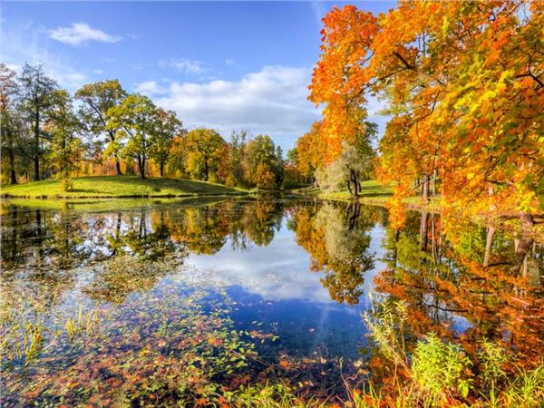 Autumn and Gol Scenery Wallpaper by MywallpaperShop